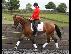 PoulaTo: 10 chronón Kfps Reg Friesian Mare